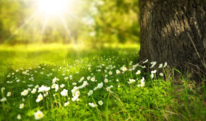 Read more about the article Natural Treatment for Allergies