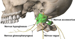 Read more about the article What you need to know about the Vagus Nerve